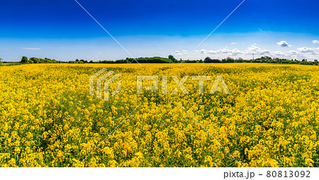 Summer rapeseed field Kent Southern England UK 80813092