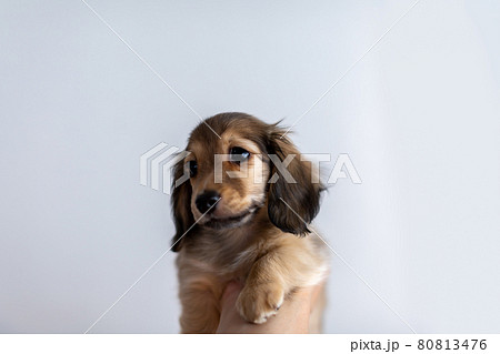 仔犬 カニンヘンダックスフンド 仔犬 カニンヘンダックスフンド 80813476