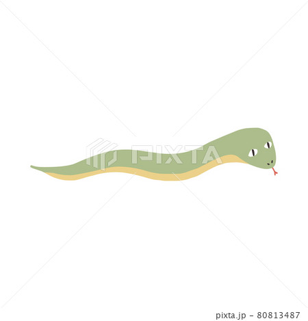 Cute green snake isolated on white background. Funny reptile crawl of wild tropical nature. 80813487