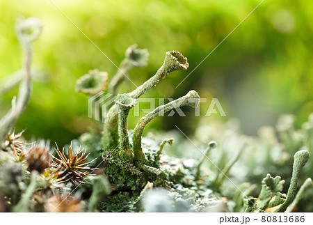 Cladonia lichen on forest floor 80813686