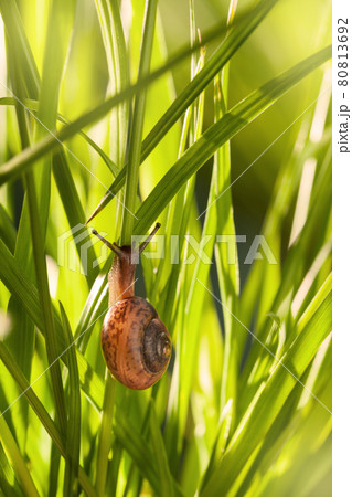 Snail in grass 80813692