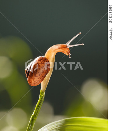 Snail look down from grass top 80813694
