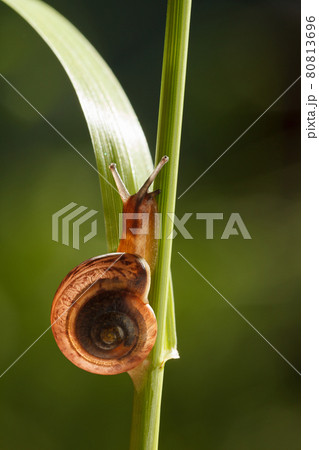 Macro of snail on grass 80813696
