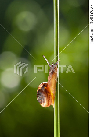 Snail on grass stem Snail on grass stem 80813697