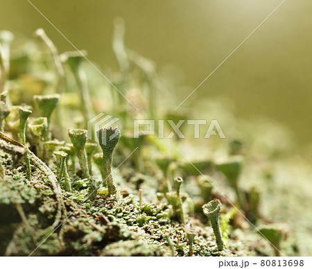 Cladonia Cup Lichen Cladonia Cup Lichen 80813698