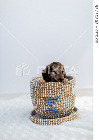 仔犬　カニンヘンダックスフンド 80813786