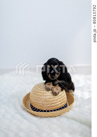 仔犬 カニンヘンダックスフンド ブラックイエロー 仔犬 カニンヘンダックスフンド ブラックイエロー 80813792