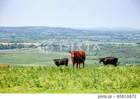 English rural landscape in with grazing Red Poll cow English rural landscape in with grazing Red Poll cow 80813872