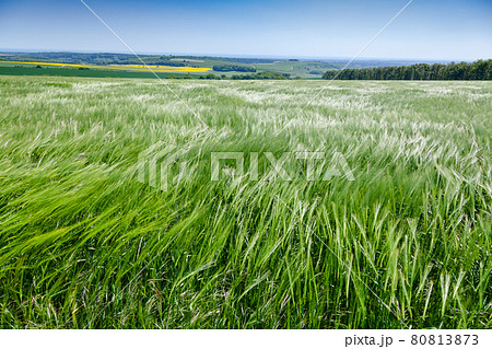 English rural landscape with barley field 80813873