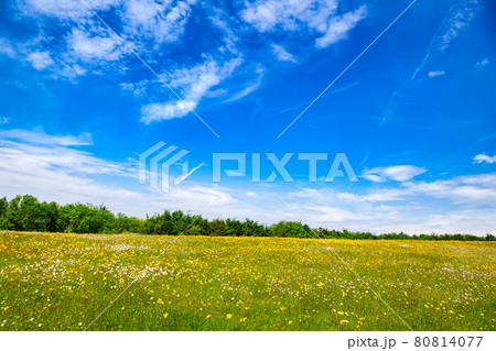 Summer rural landscape Southern England UK 80814077