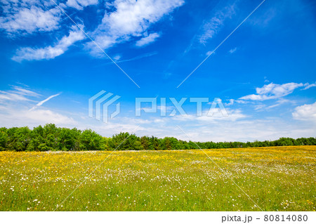 Summer rural landscape Southern England UK 80814080