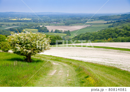 South Downs Way National Trail in Sussex Southern England UK 80814081