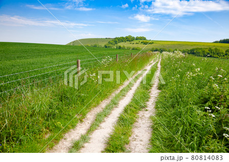 South Downs Way National Trail in Sussex Southern England UK 80814083