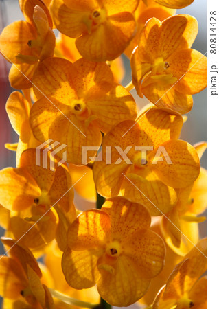 Flowering of colorful orchids, Thailand Flowering of colorful orchids, Thailand 80814428
