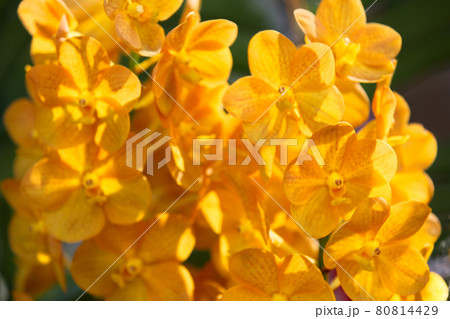 Flowering of colorful orchids, Thailand Flowering of colorful orchids, Thailand 80814429