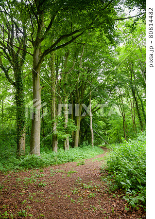 Scenic road through green forest in Southern England 80814482