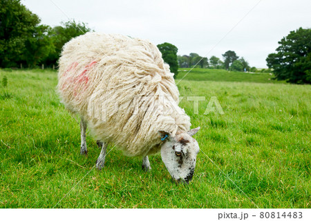 Grazing sheep 80814483