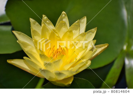 黄色い睡蓮の花 黄色い睡蓮の花 80814604