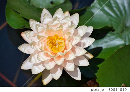 美しく重なる睡蓮の花びらの写真素材