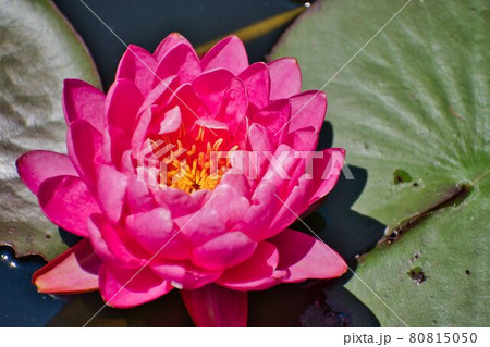 花びらが豪華な赤睡蓮 花びらが豪華な赤睡蓮 80815050