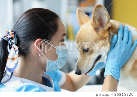Doctor in medical protective mask and gloves conducts physical examination of dog 80815220