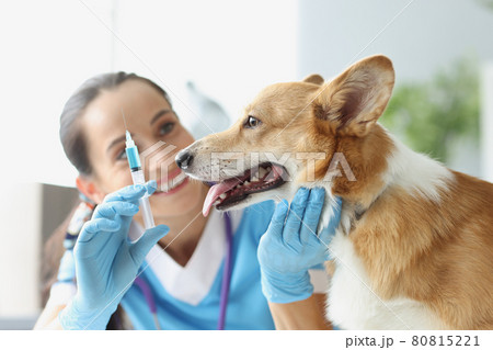 Veterinarian doctor holds syringe with needle in front of dog 80815221