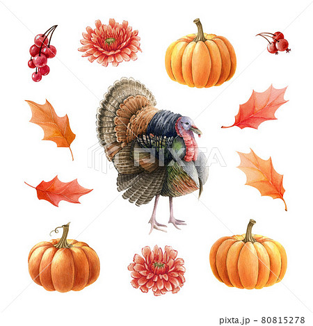 Turkey bird, pumpkins, leaves, berries set. Watercolor thanksgiving illustration. Festive autumn decoration. Turkey bird, orange pumpkins fall leaves and berries. Thanksgiving decor. White background Turkey bird, pumpkins, leaves, berries set. Watercolor thanksgiving illustration. Festive autumn decoration. Turkey bird, orange pumpkins fall leaves and berries. Thanksgiving decor. White background 80815278