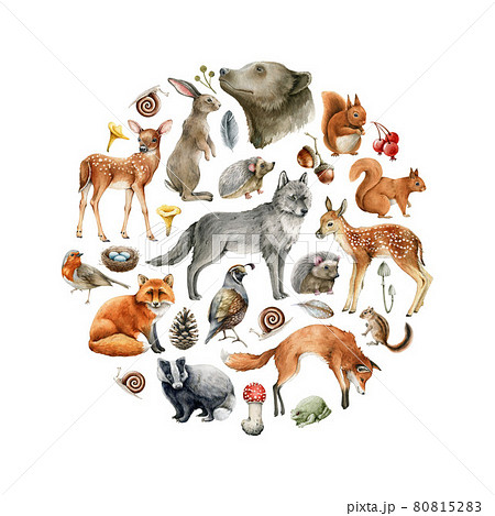 Forest animals and birds round shape. Wildlife collection. Hand drawn wild forest animal set. Bear, fox, wolf, rabbit, squirrel, grizzly, deer, robin bird, owl elements. Round shape nature set 80815283