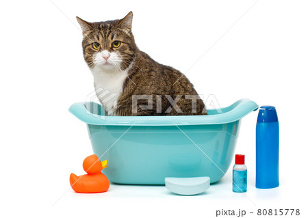Serious gray cat sits in a blue basin 80815778