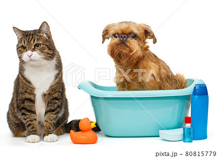 Serious gray cat and a dog that is sitting in a blue basin 80815779