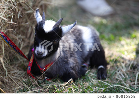 Little goat with horns, Thailand Little goat with horns, Thailand 80815858