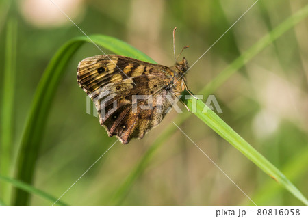 Speckled wood butterfly (Pararge aegeria) 80816058