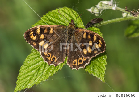 Speckled wood butterfly (Pararge aegeria) 80816060