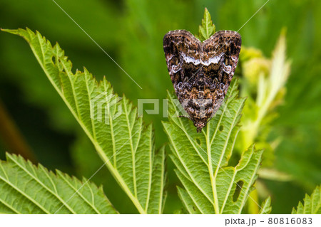 Marbled white spot(Protodeltote pygarga) 80816083