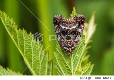 Marbled white spot(Protodeltote pygarga) 80816084