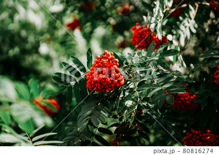 Bunches of red rowan berries among green leaves. Real natural background Bunches of red rowan berries among green leaves. Real natural background 80816274