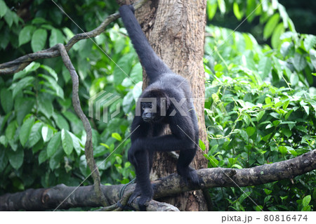 Monkeys are busy with their chores, Singapore Monkeys are busy with their chores, Singapore 80816474