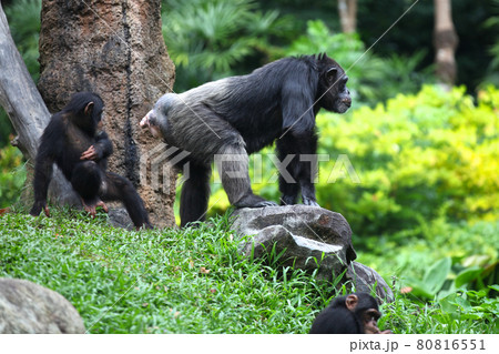 Monkeys are busy with their chores, Singapore 80816551