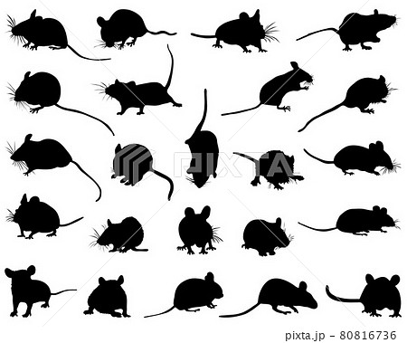 Black silhouettes of mouses on a white background Black silhouettes of mouses on a white background 80816736