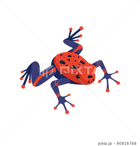 Frog Isometric Illustration 80816768