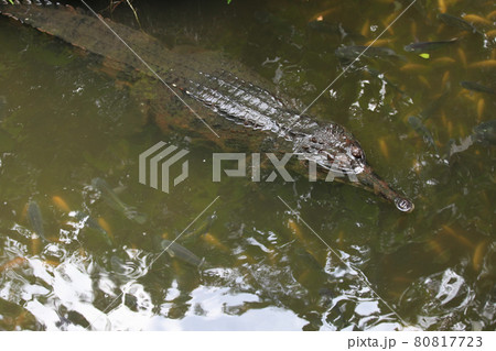 Crocodile swims in the water, Singapore Crocodile swims in the water, Singapore 80817723