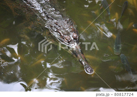 Crocodile swims in the water, Singapore 80817724