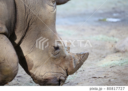 Big rhinoceros posing on camera, Singapore Big rhinoceros posing on camera, Singapore 80817727