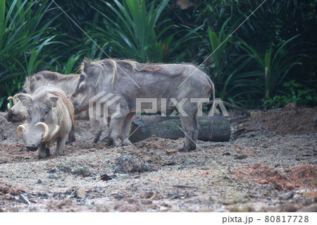 Unusual wild boar, Singapore 80817728