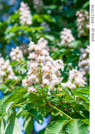 White chestnuts flowers. White chestnuts flowers. 80817936