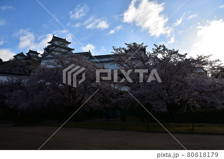 日本の兵庫県の姫路市 世界遺産で国宝でもある姫路城 春の桜と立派な天守閣 日本の兵庫県の姫路市 世界遺産で国宝でもある姫路城 春の桜と立派な天守閣 80818179