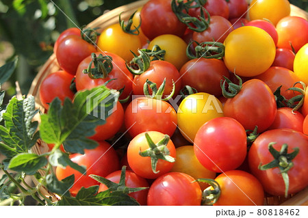 ミニトマトの収穫 ミニトマトの収穫 80818462
