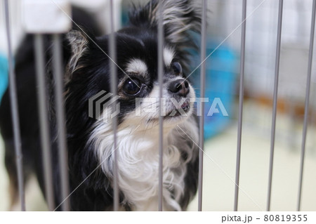 犬　サークルに入るチワワ 80819355