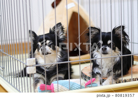 犬 サークルに入る2匹のチワワ 多頭飼い 犬 サークルに入る2匹のチワワ 多頭飼い 80819357