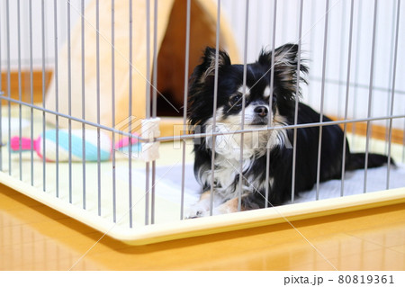 犬 トイレトレーニング 犬用サークル チワワ 犬 トイレトレーニング 犬用サークル チワワ 80819361